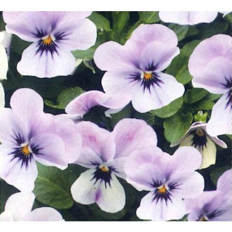 花苗 ビオラ みやびももか 2鉢セットお届け10月下旬 秋苗花苗 秋苗 一年草 Viola イングリッシュガーデン 苗 寄せ植え 秋 鉢植え 庭植え 花壇 ガーデニング Vne Fmn12viola Miyabimomoka2p Happygarden 通販 Yahoo ショッピング