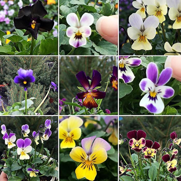 花苗 マイクロビオラ プリティービオラ Mixカラー 2鉢 セット お届け中 花苗 冬 一年草 Viola イングリッシュガーデン ビオラ 苗 寄せ植え ガーデニング 鉢 Vne Fmn14micorviola1p Happygarden 通販 Yahoo ショッピング