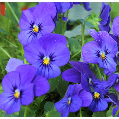 花苗 ビオラ ビビ オーシャンブルー 2鉢セット お届け10月下旬 秋苗 花苗 秋 一年草 苗物 Viola イングリッシュガーデン 苗 寄せ植え ガーデニング 鉢植 Vne Fmn14violavivioceanblue2p Happygarden 通販 Yahoo ショッピング