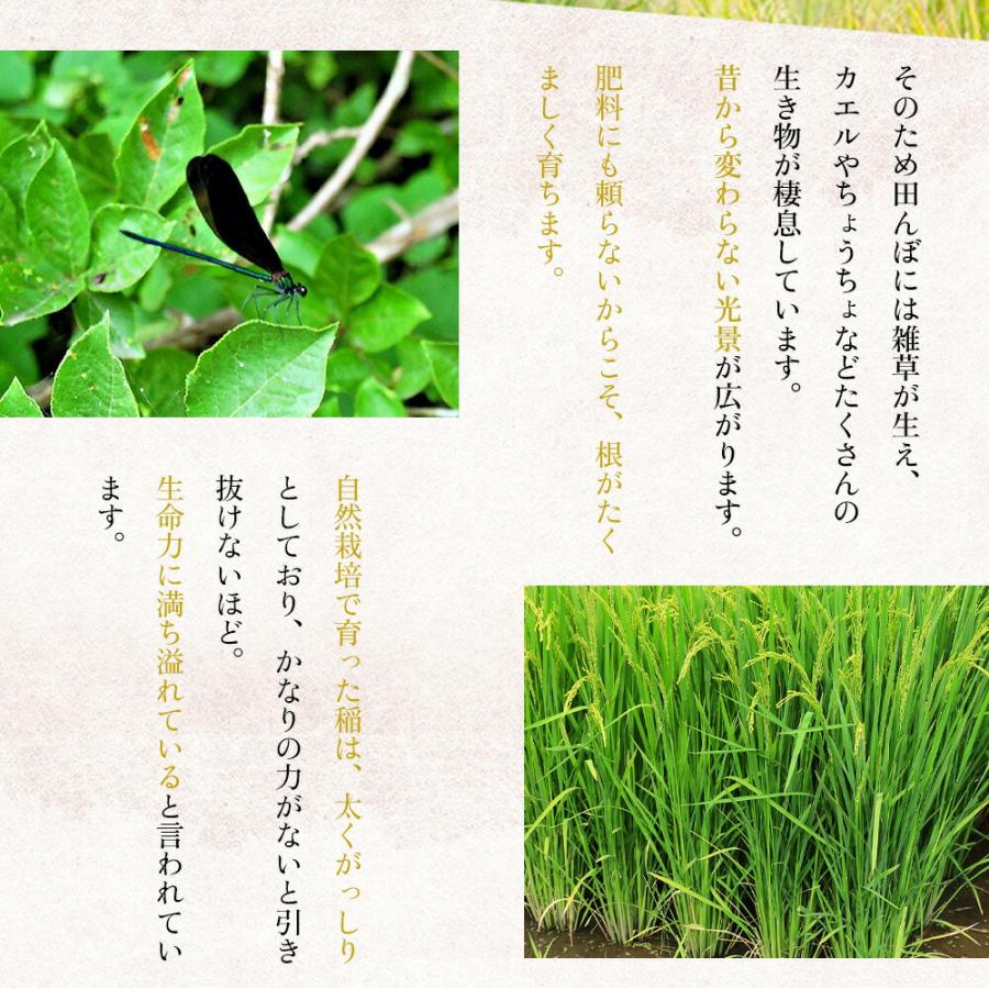 朝日玄米5kg×2袋 おかやま自然栽培 木村秋則 式 自然栽培 あさひ 10kg