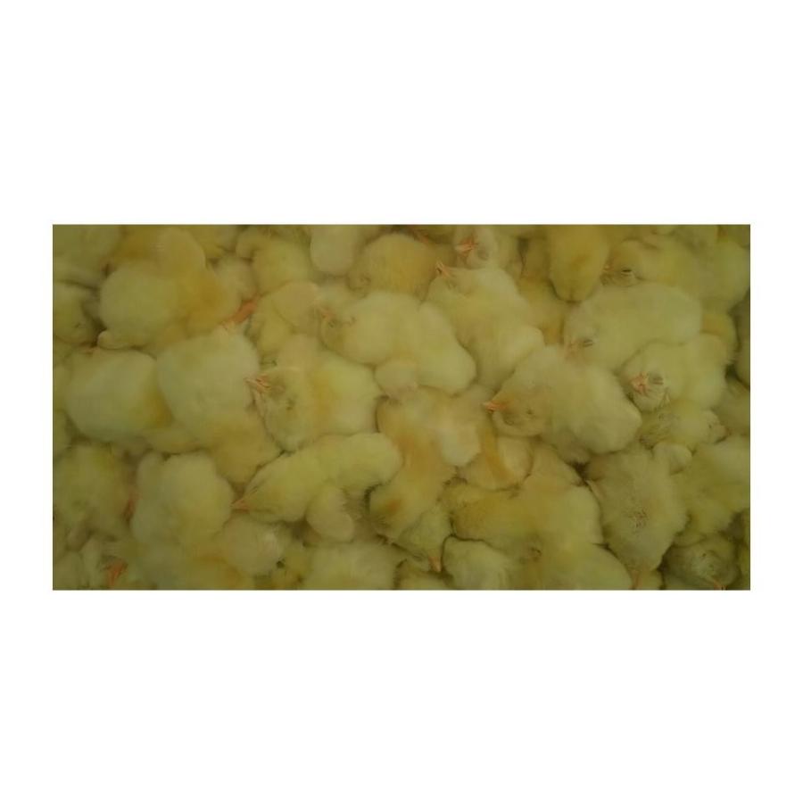 冷凍ひよこ6Kg 約150羽入り : ふくろうの城 - 通販 - Yahoo!ショッピング