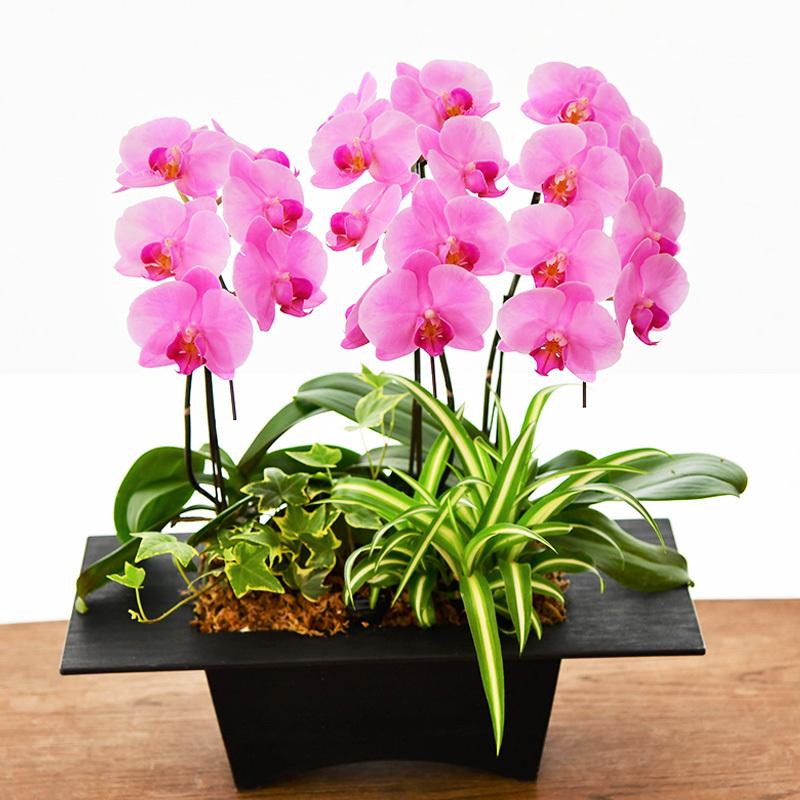 鉢花 ミディ 胡蝶蘭3本立寄せ植え 生花 観葉植物 インテリア お祝い