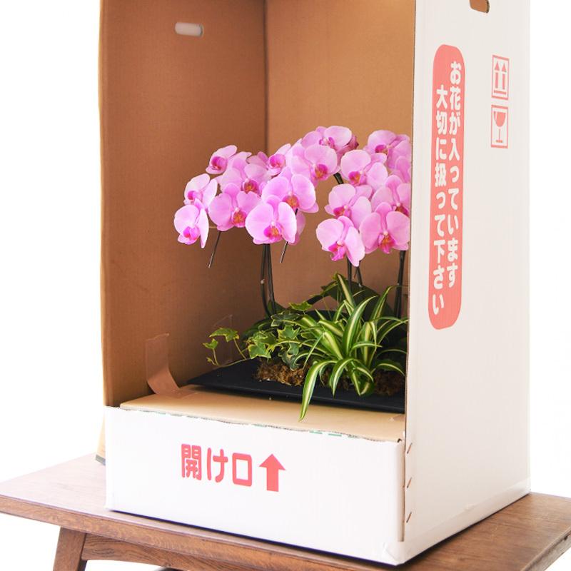 鉢花 ミディ 胡蝶蘭3本立寄せ植え 生花 観葉植物 インテリア お祝い