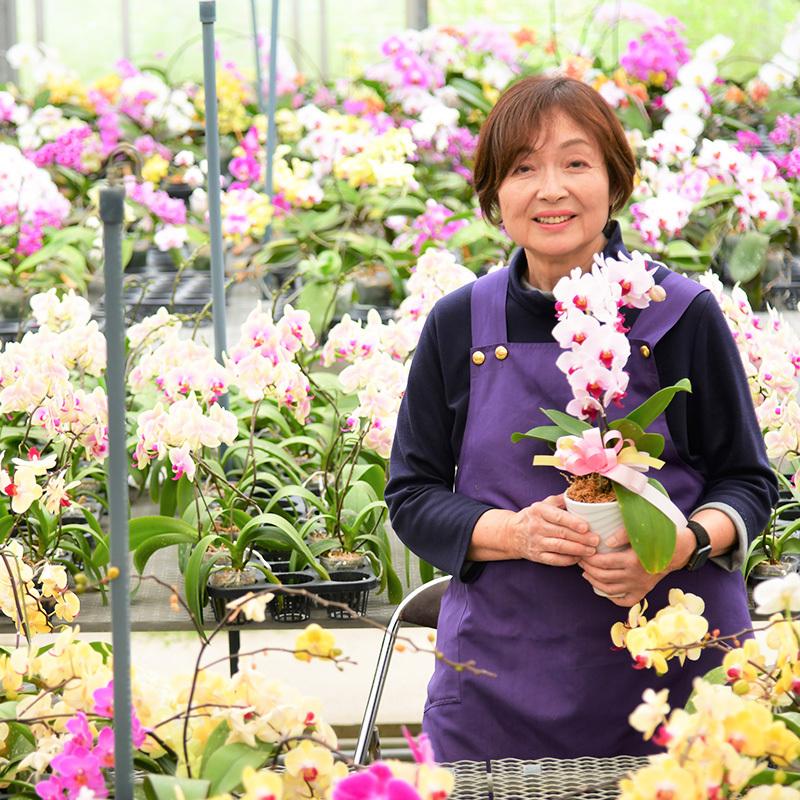 鉢花 ミディ 胡蝶蘭3本立寄せ植え 生花 観葉植物 インテリア お祝い