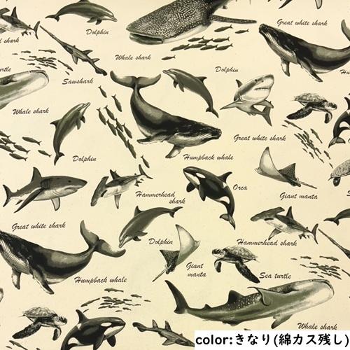 50cm単位】【2mまでメール便対応】 くじら 鮫 イルカ 海の生き物