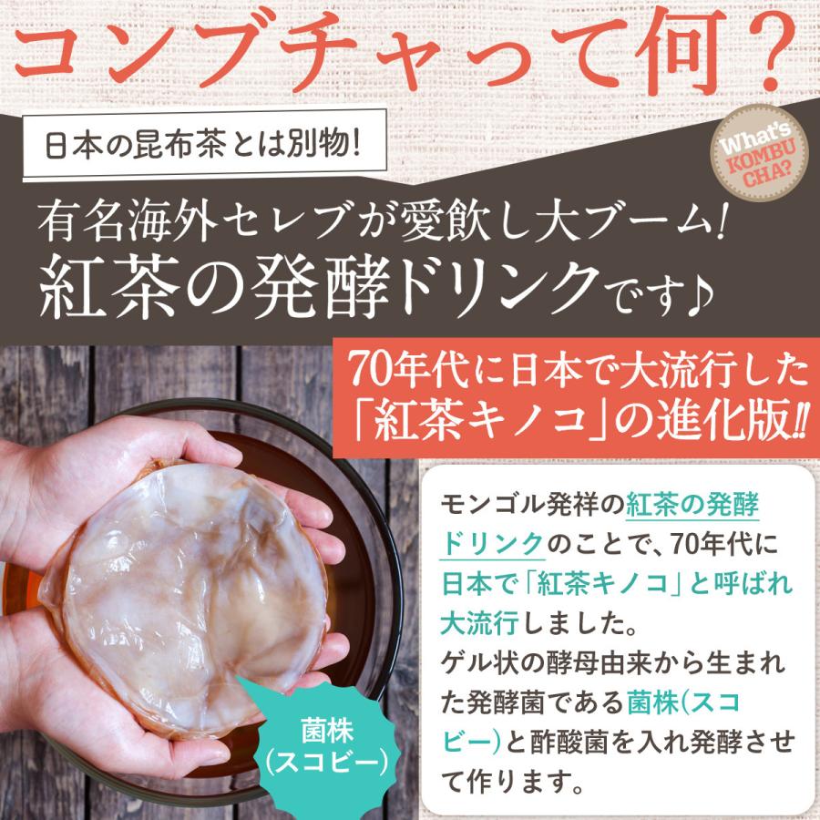 コンブチャ3箱（45包）5種類から選べる 送料無料 1箱5g×15包入 チョイスコンブチャ Kombucha レモン・桃・梅・グレープフルーツ・ブルーベリー｜happyfamilylife｜07