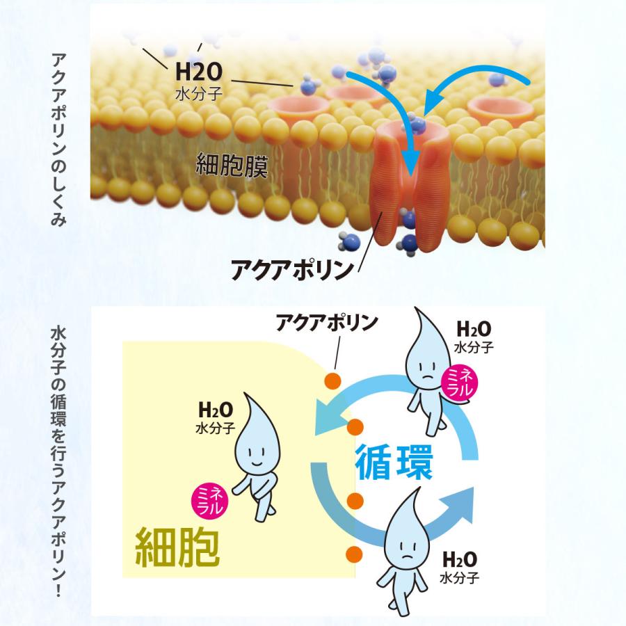 シリカシリカ500ml×48本 公式ショップ 高濃度シリカ水 ナチュラルミネラルウォーター 国産天然水 シリカ（ケイ素）｜happyfamilylife｜08