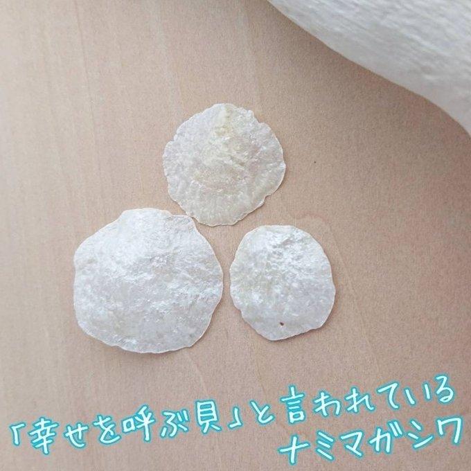 ナミマガシワ 貝殻 (チップ＆パウダー) ネックレス アクセサリー 