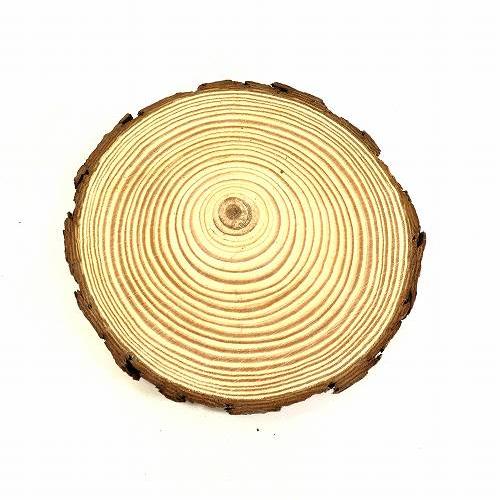 天然木の台座 ディスプレイスタンド スギの木 切り株 1個 14-16cm 大