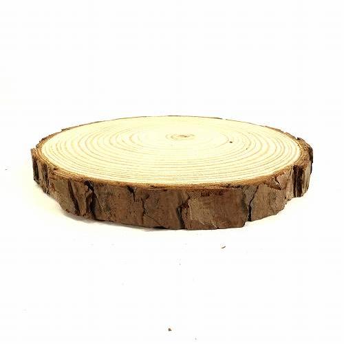 天然木の台座 ディスプレイスタンド スギの木 切り株 1個 14-16cm 大