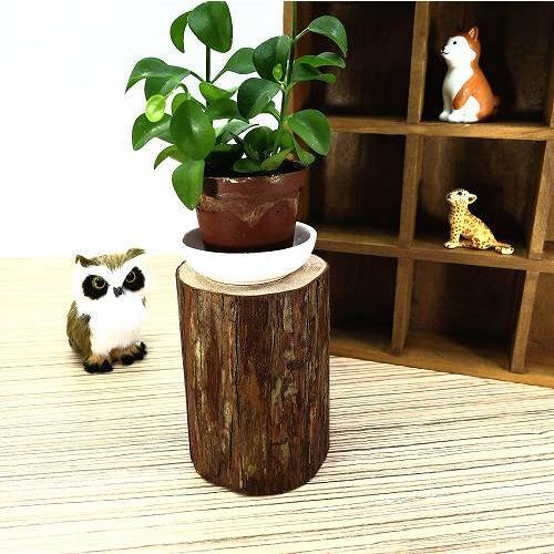 天然木の台座 ディスプレイスタンド スギの木 切り株 約7.5cm 超厚め