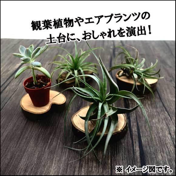 天然木の台座 ディスプレイスタンド スギの木 切り株 約7.5cm 超厚め