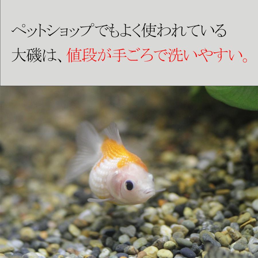 売れ筋 まとめ買いお得 大磯 化粧玉砂利 水槽用底砂利 5分 12mm mm 0kg kg 10 送料無料 離島別途 Kst5 0kg Happy Stone 通販 Yahoo ショッピング 流行に Pandas Com Br