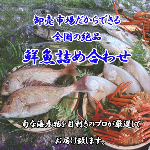 鮮魚詰め合わせ　産地直送　鮮度抜群　おまかせ　並盛｜harada-fish｜02