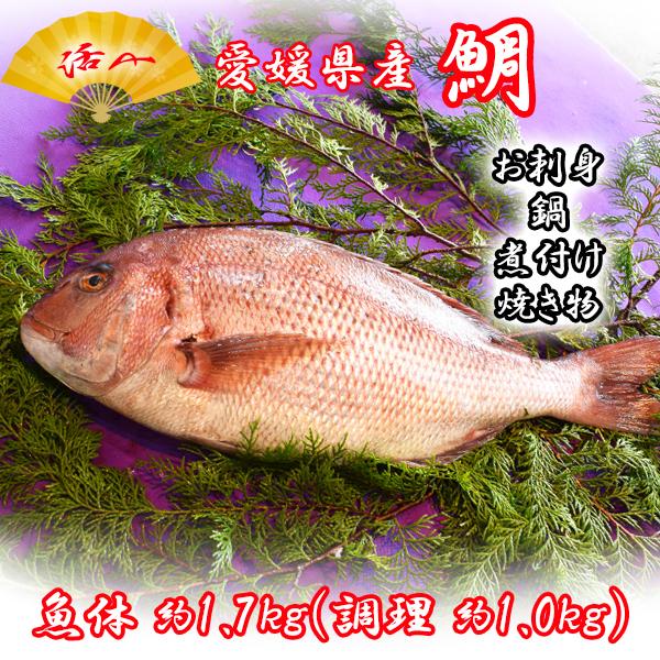 以上節約 鯛 タイ 愛媛県産 １尾 魚体1 7kg 調理1 0kg Wantannas Go Id
