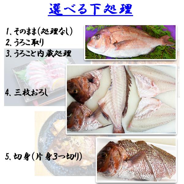大勧め 鯛 タイ 愛媛県産 1尾 魚体1.7kg 調理1.0kg bemaxarena.me 大勧め 鯛 タイ 愛媛県産 1尾 魚体1.7kg 調理1.0kg bemaxarena.me