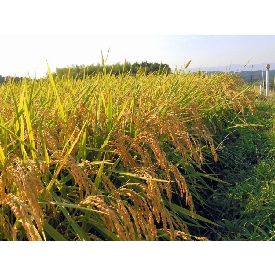 つや姫 令和7年産 お米白米5kg 島根県産 1等米 : 原田米穀オンライン 