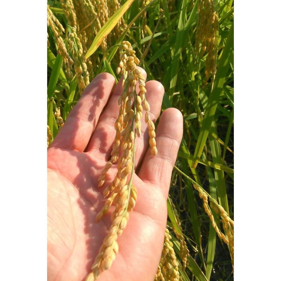 つや姫 令和6年産 お米白米10kg 島根県産 つや姫 1等米 送料