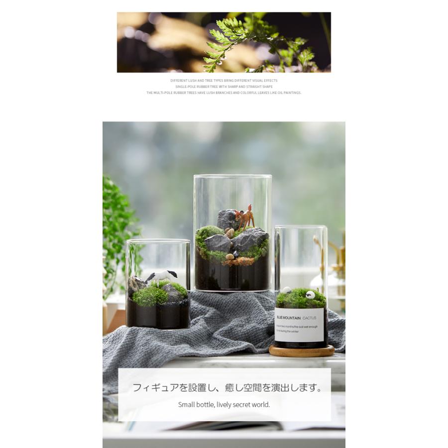 人気商品 苔テラリウム コケ栽培セット 道具備え ガーデニング プレゼント ギフト 観葉植物 インテリア雑貨 Tb05 送料無料 Tx01 晴々ガーデン 通販 Yahoo ショッピング