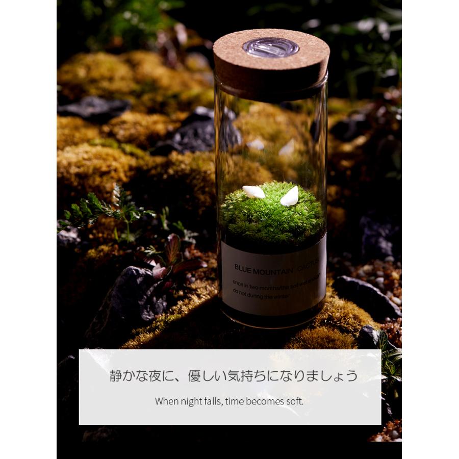人気商品 苔テラリウム コケ栽培セット 道具備え ガーデニング プレゼント ギフト 観葉植物 インテリア雑貨 Tb05 送料無料 Tx01 晴々ガーデン 通販 Yahoo ショッピング