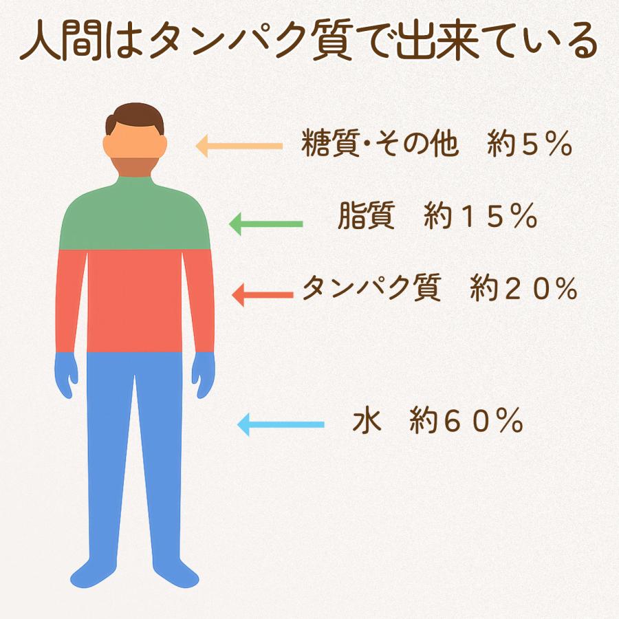 ソイプロテイン シニアプロテイン マルチビタミン 乳酸菌 植物性 抹茶味 500g たんぱく質 中高年 40代 50代 女性 中年 男性 ダイエット 筋力維持 低脂質 |  | 03