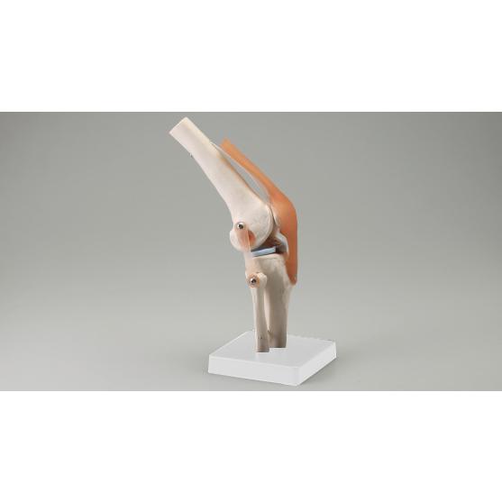 人体模型シリーズ 膝関節模型 : はり・きゅう問屋 - 通販 - Yahoo