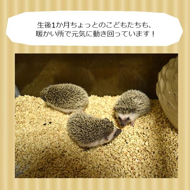 みどり商会 ハリネズミ用床暖房 もぐりっち Sサイズ Hari Goods Mogurich S はりねずみんみん共和国 通販 Yahoo ショッピング