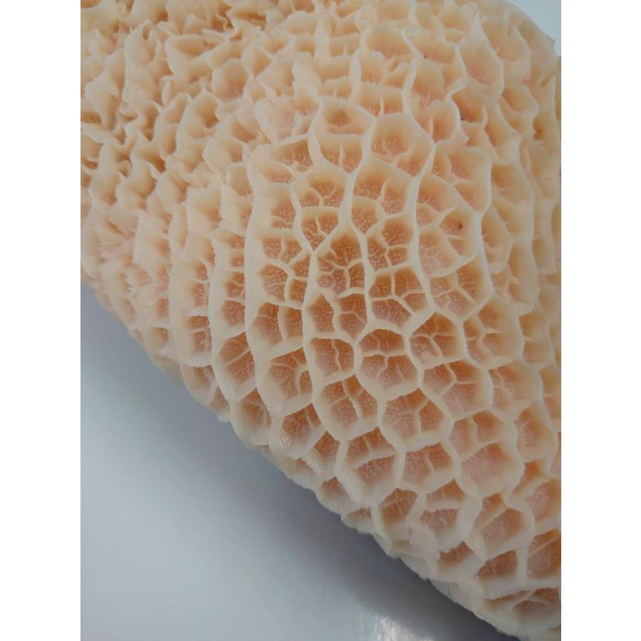 大人女性の 国産 牛 ハチノス 500g Wantannas Go Id