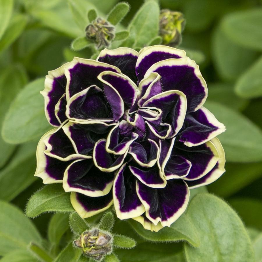 ペチュニア 花衣 はなごろも 黒真珠 3 5号 ５株セット 10 5cmポット花苗 Hana 15c1 Haru Flower Garden 通販 Yahoo ショッピング