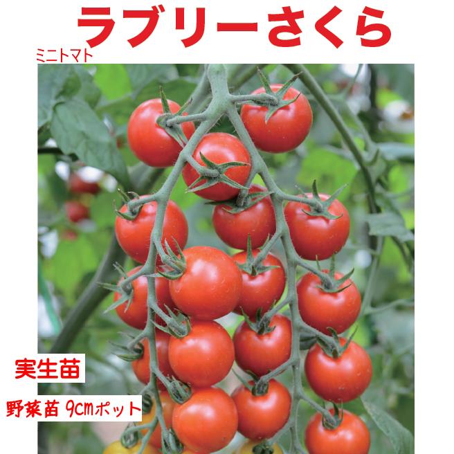 4月中〜下旬より発送開始予定♪】ミニトマト ラブリーさくら 3号【1株