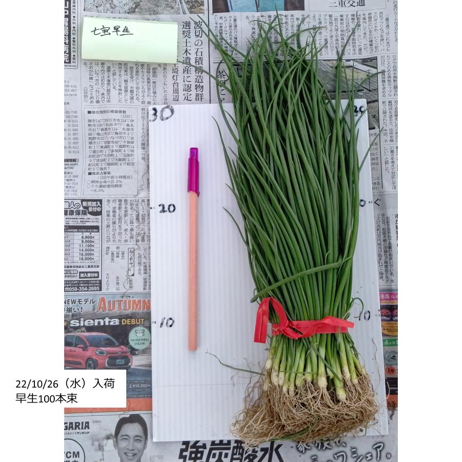 野菜の苗 タマネギ 【早生】約100本（七宝早生7号） 【10/25頃より発送