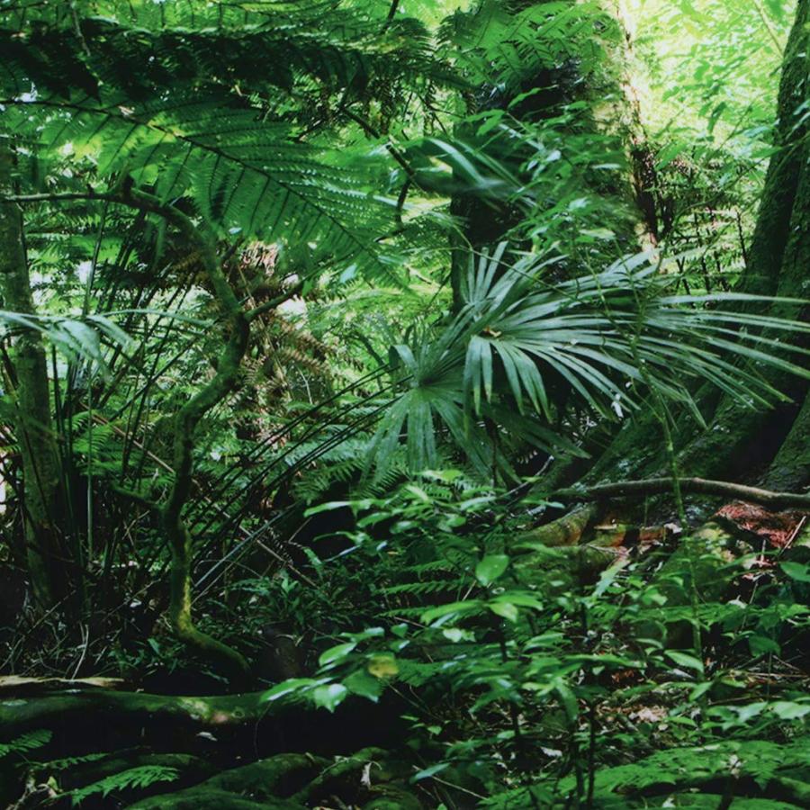 USED 水槽3 D熱帯雨林背景%PVC接着剤水中世界水族館装飾背景ポスター壁紙横長シール 【D2496224731】(12656円)