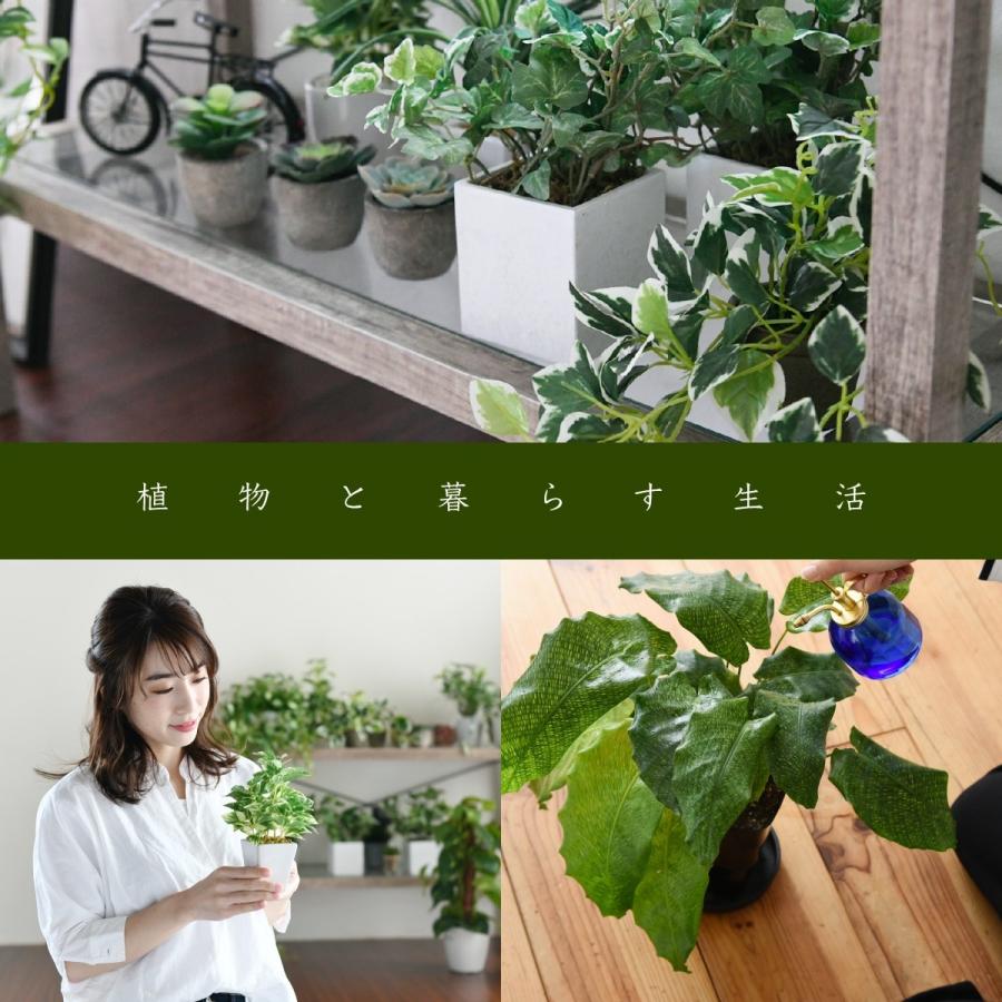 返品交換不可 グリーンのある暮らし テレビ台 ガラス 古材 インテリア 40インチ グリーン シャビー 多肉植物 ラック テレワーク 在宅 Supplystudies Com