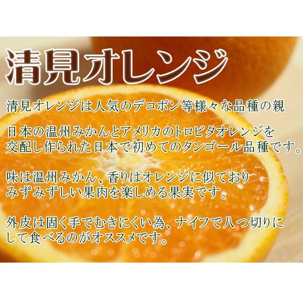 清見オレンジ きよみ 8kg（箱込約8kg） 和歌山県産 訳あり・ご家庭用 送料無料（東北・北海道・沖縄県除く）｜harumaya｜03