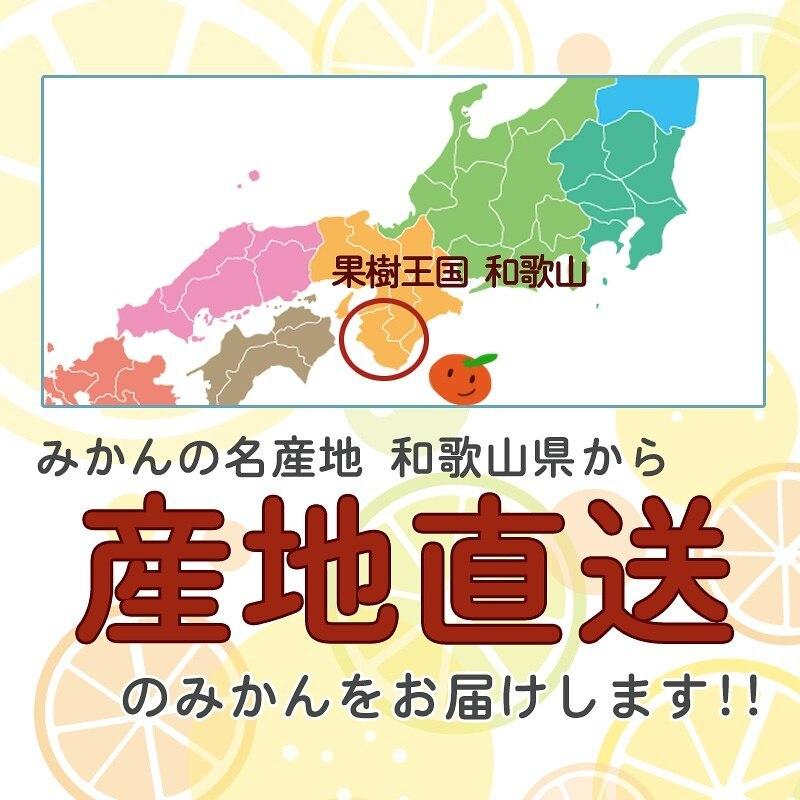 みかん 10kg（箱込約10kg） 和歌山県産 訳あり・ご家庭用 送料無料（東北・北海道・沖縄県除く）｜harumaya｜03