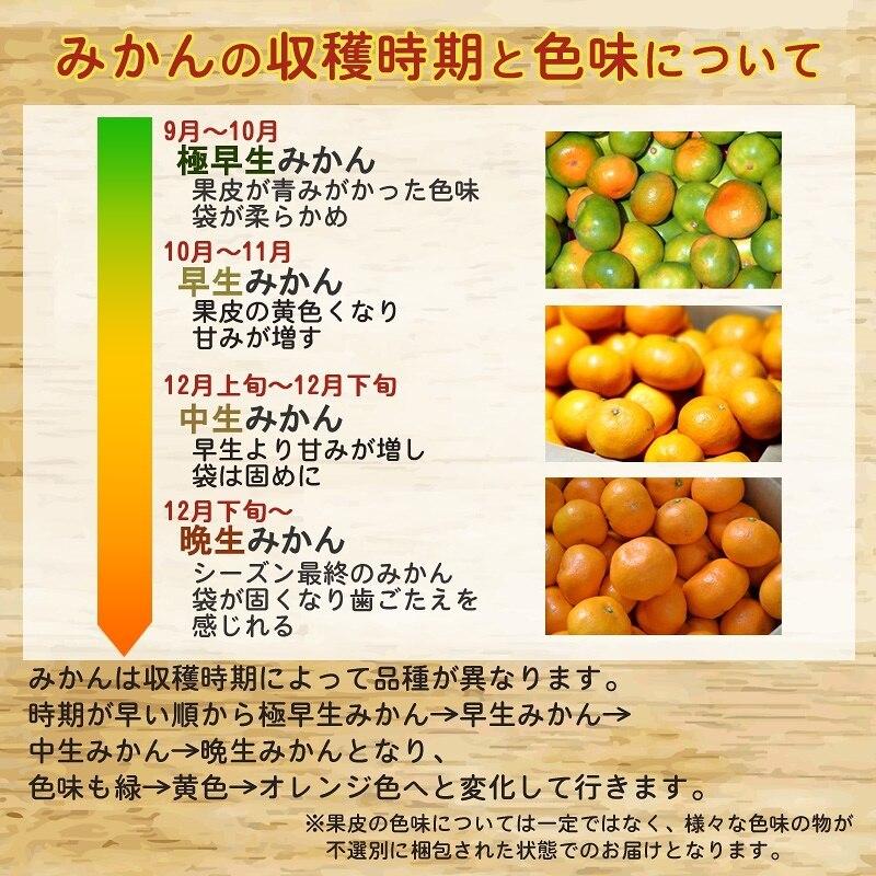 みかん 10kg（箱込約10kg） 和歌山県産 訳あり・ご家庭用 送料無料（東北・北海道・沖縄県除く）｜harumaya｜05