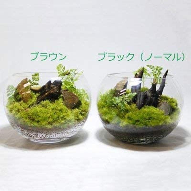 コケのインテリア コケリウム 用土 テラリウム 苔盆栽 底砂 コケリウム専用ソイル ブラウン 春和堂 通販 Yahoo ショッピング