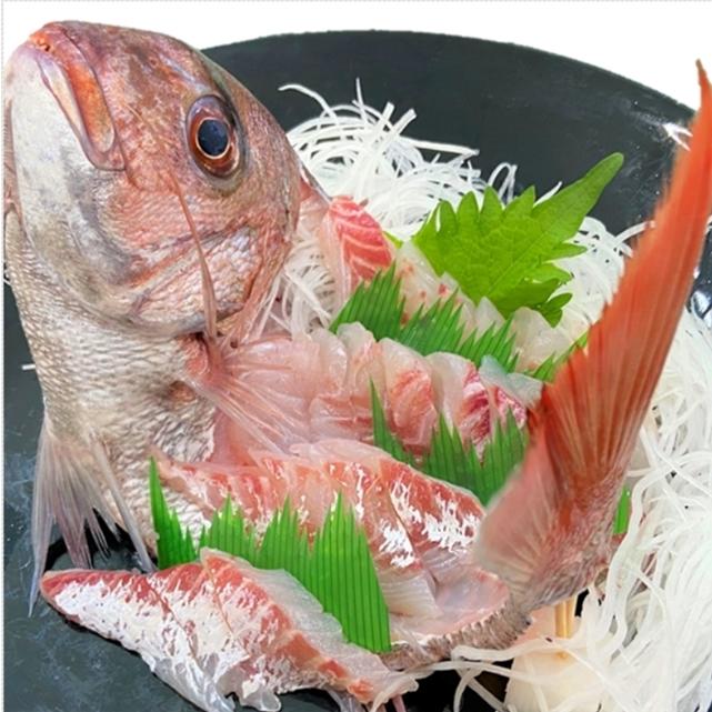 鯛 刺身 天然真鯛 姿造り 600g 800ｇ 山形県産 生食用 冷蔵 お祝い 贈答 3 長谷川鮮魚 通販 Yahoo ショッピング