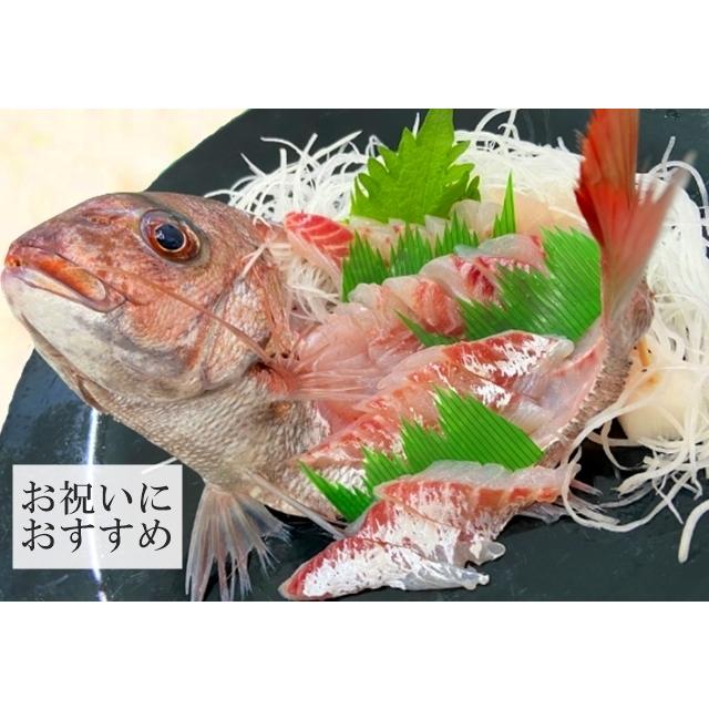 鯛 刺身 天然真鯛 姿造り 600g 800ｇ 山形県産 生食用 冷蔵 お祝い 贈答 3 長谷川鮮魚 通販 Yahoo ショッピング