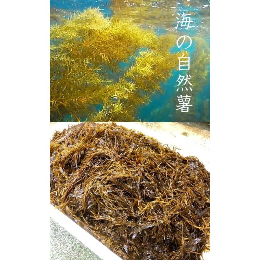 アカモク ぎばさ 佐渡産 180g 6パック 小分け 冷凍 あかもく 送料無料 大好評です ギバサ ナガモ 新潟県産
