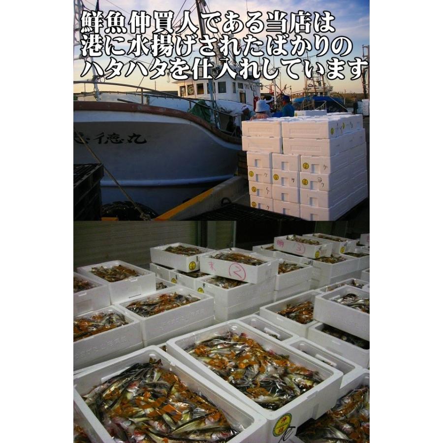 子持ち ハタハタ 大 500g 6 7尾 生冷凍 東北 山形県産 天然 旬 ぶりこ ブリコ メス 鮮魚 はたはた 鰰 Hatahata6 7 500 長谷川鮮魚 通販 Yahoo ショッピング