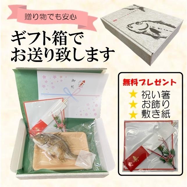 お食い初め 鯛 500g 山形県産 天然 真鯛焼き 敷き紙 飾り 冷蔵 節句 100日祝い 祝い鯛 焼鯛 焼き鯛 塩焼き 真鯛 鮮魚 お祝い 海鮮｜hasegawasengyo｜03