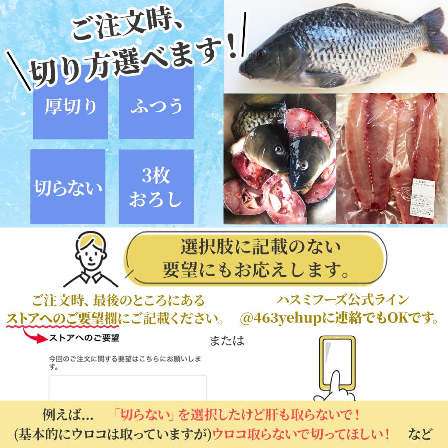 鯉の輪切り 中サイズ 1匹 活鯉時1.2〜1.4kg 厚さ選択可 食用鯉 切り身 
