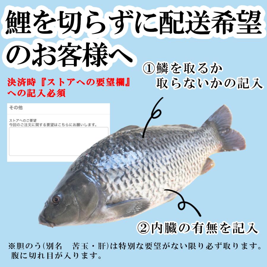 鯉の輪切り 大サイズ 一匹 厚さ選択可 活鯉時1 4 1 6kg 食用鯉 切り身 コイ 販売 鯉こく用 煮付け用 糖醋鯉魚 13時まで当日出荷 070 ハスミフーズ 通販 Yahoo ショッピング