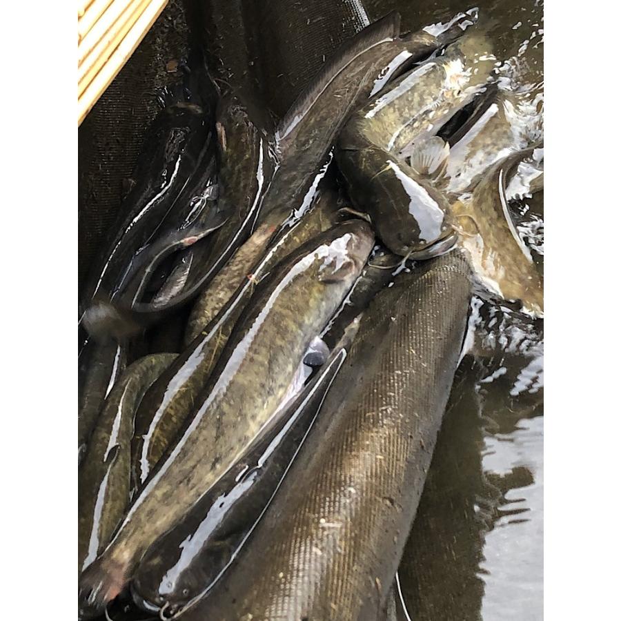 日本なまず 活魚時1kg 鯰 なまず ナマズ 川魚 飲食店 : ハスミフーズ