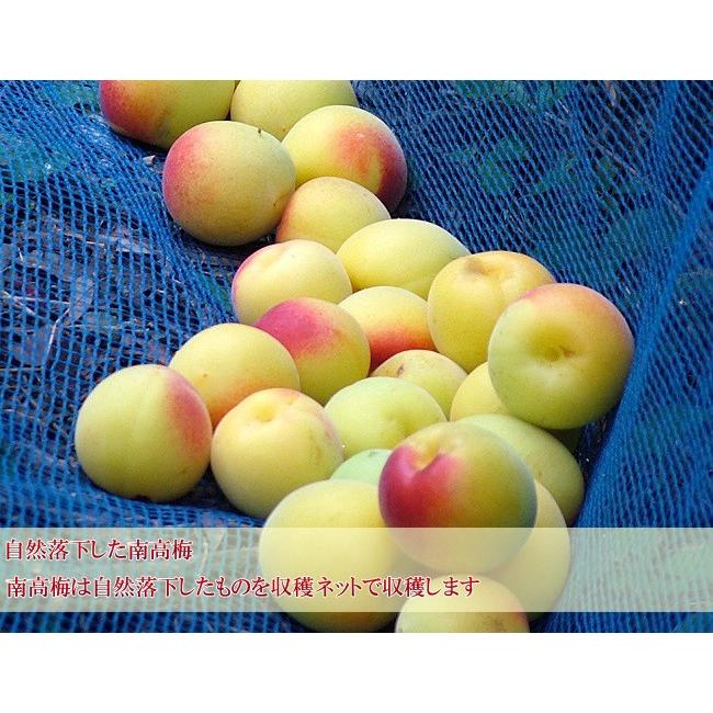 梅干し 訳あり 石神さんちの訳あり梅干し 600g : 梅干専門店・古道の