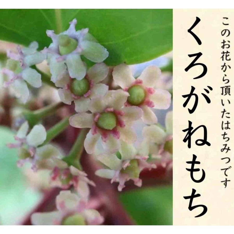 はちみつ 国産 非加熱 無添加 純粋 愛知県産 産地直送 知多半島産くろがねもち蜂蜜28g入 | ブランド登録なし | 05