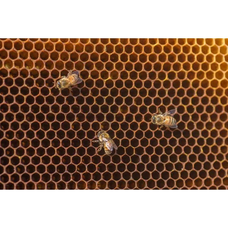 はちみつ 国産 無添加 非加熱 純粋 愛知県産 産地直送 知多半島産みかん蜂蜜28g入 | ブランド登録なし | 06