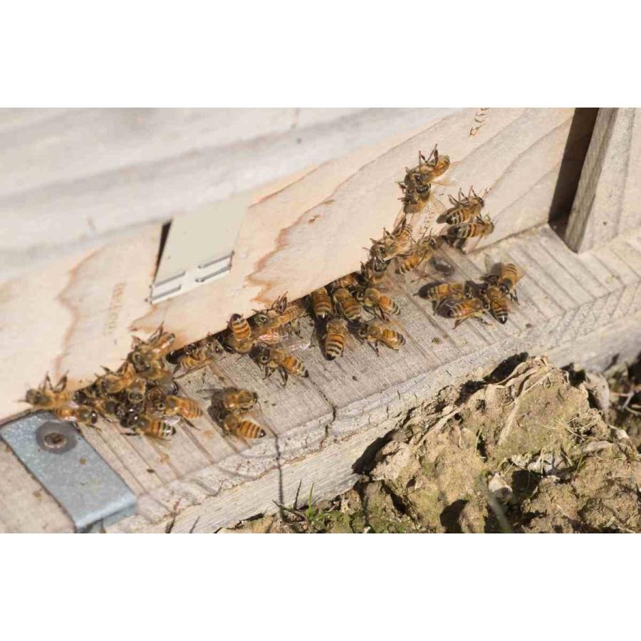 はちみつ 国産 無添加 非加熱 純粋  産地直送 国産あかしあ蜂蜜28g入 | ブランド登録なし | 04