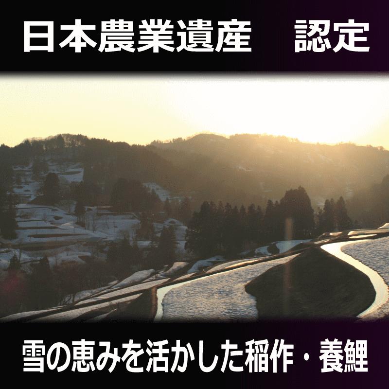 コシヒカリ 5kg 新潟県産コシヒカリ 棚田米 山古志 送料無料 令和6年産